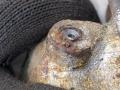 A0034202283, A0004206315 Суппорт правый передний Mercedes C W203 2003г. - фото №2