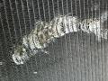 214100002R Радиатор охлаждения двигателя Renault Scenic 2011г. - фото №2