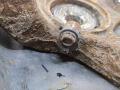 44600SMJG00, 51216SMJE01, 45256SMGE00 Ступица (кулак, цапфа) левая передняя Honda Civic 2006г. - фото №3