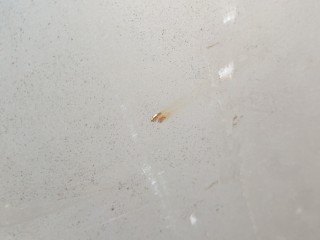 Обшивка капота, ориг. номер 74141SMGE00, Honda Civic 2005-2008