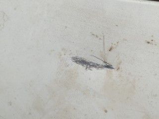Капот, ориг. номер 1612246980, Peugeot Boxer 2006-2014