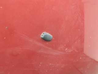Капот, Ford S-Max 2006-2010