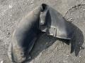 Защита арок (подкрылок) передний левый Audi A4 B6 2002г. - фото №2