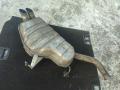 Глушитель Peugeot 607 2005г. - фото №7