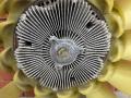 A4712050606 Вискомуфта Mercedes-Benz Actros MP4 2021г. - фото №9