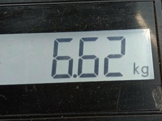 Стойка передняя левая, ориг. номер 6Q0413031BM, Volkswagen Polo 2001-2005