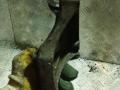 059260885F Кронштейн компрессора кондиционера Audi A4 B6 2002г. - фото №2