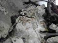 F23 КПП 5-ст. механическая Opel Zafira A 2003г. - фото №2