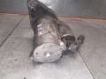 02Z911023G, D6GS11 Стартер Volkswagen Passat B6 2005г. - фото №4